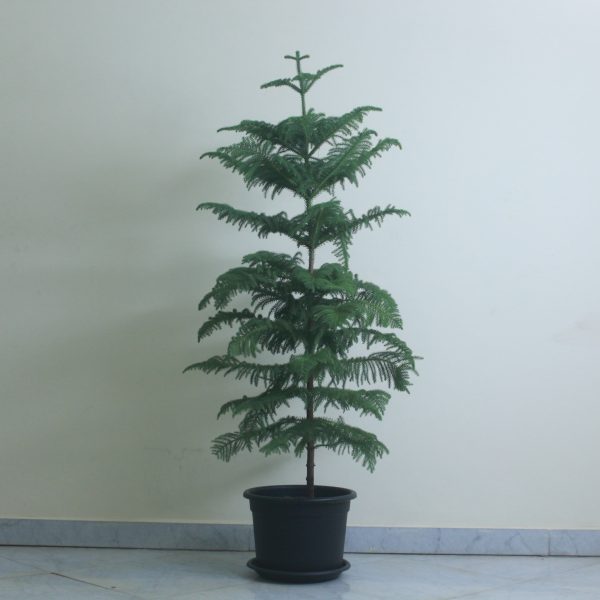 Norfolk Island Pine