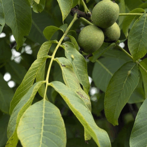 Walnut