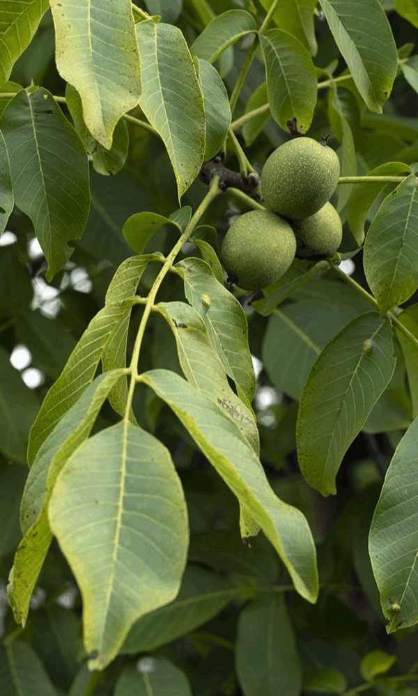 Walnut