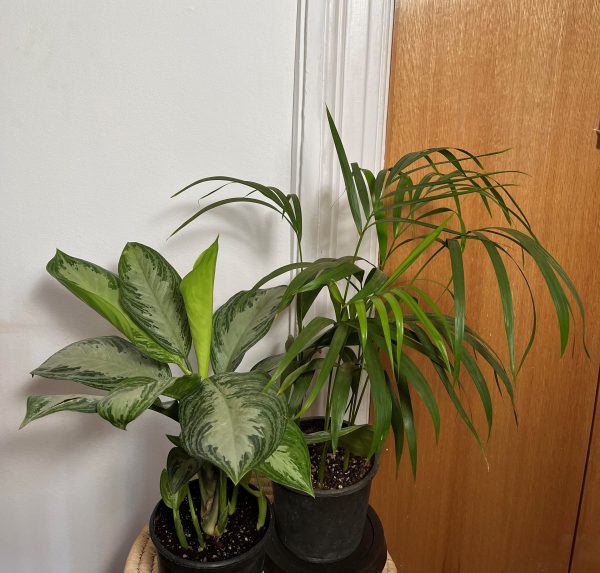 Office Plants Set (4 Plants)