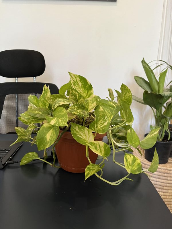 Office Plants Set (4 Plants)