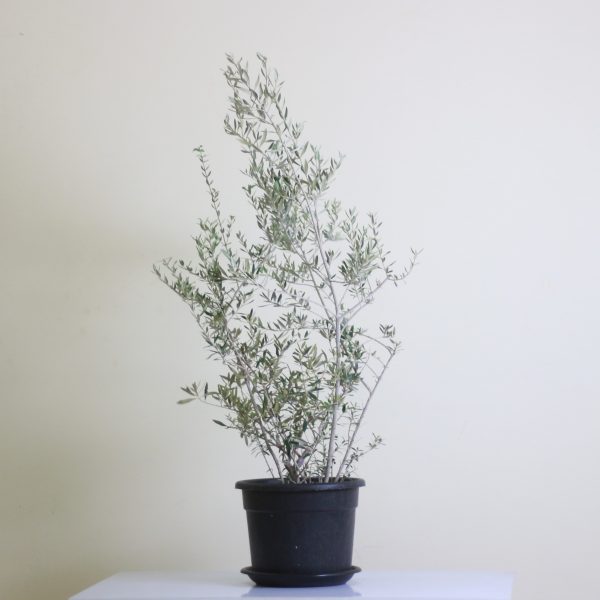 Olive Tree