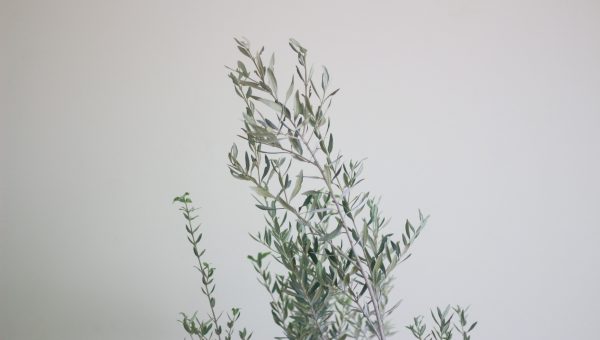 Olive Tree