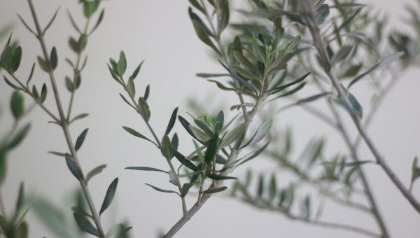 Olive Tree