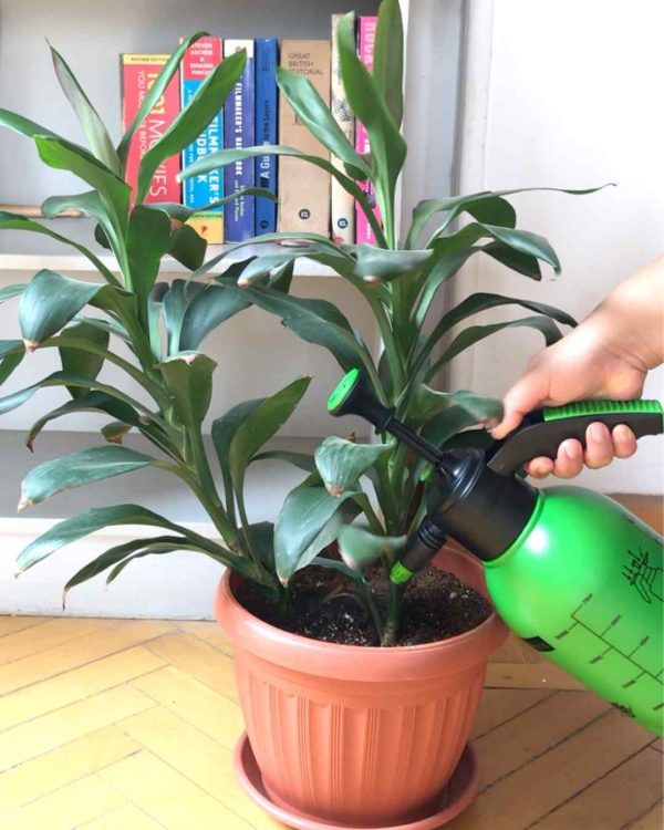 Castile Soap and Neem Oil for Your Plants Mashtal Garden Centers