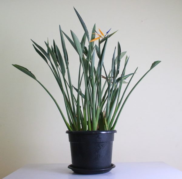 Orange Bird of Paradise
