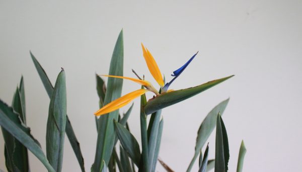Orange Bird of Paradise