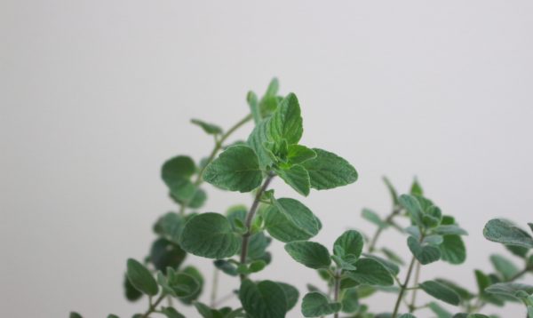Oregano