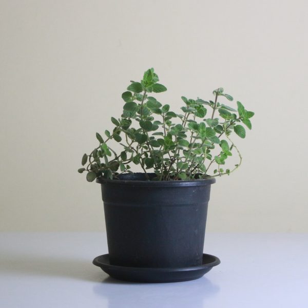 Oregano
