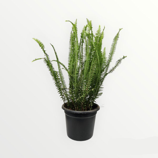 Sunny Terrace Set (10 Plants)