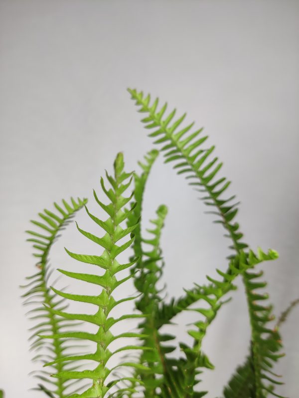 Outdoor Boston Fern