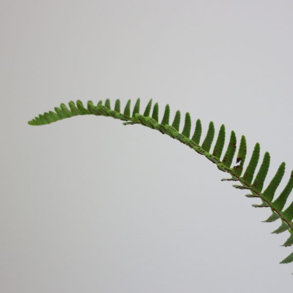 Outdoor Boston Fern