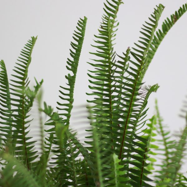 Outdoor Boston Fern