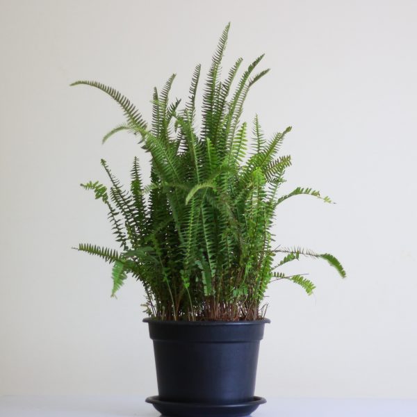 Outdoor Boston Fern