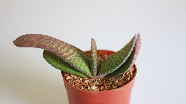 Ox Tongue