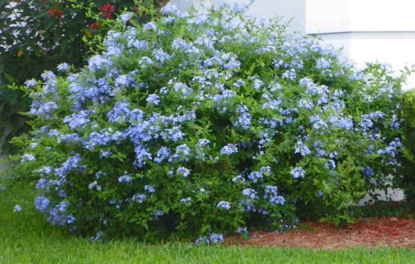 Plumbago