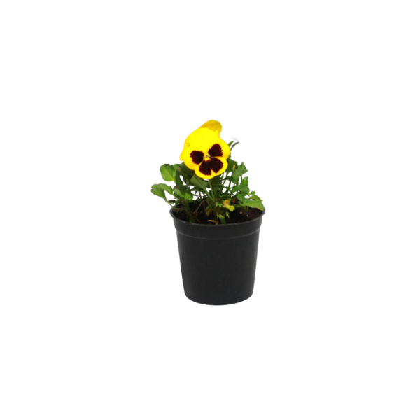 Pansy