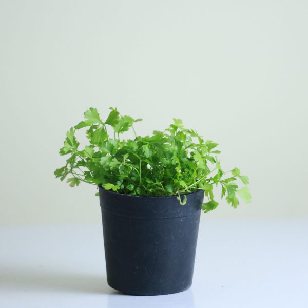 Parsley