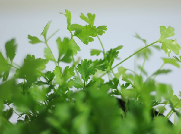 Parsley