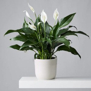 peace lily