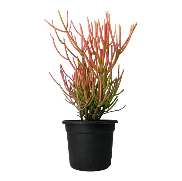 Sunny Terrace Set (10 Plants)