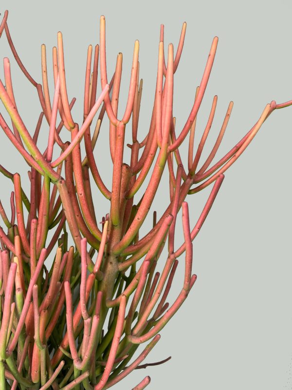 Pencil Cactus