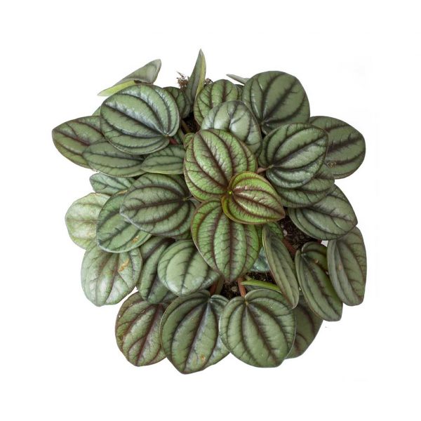 peperomia top