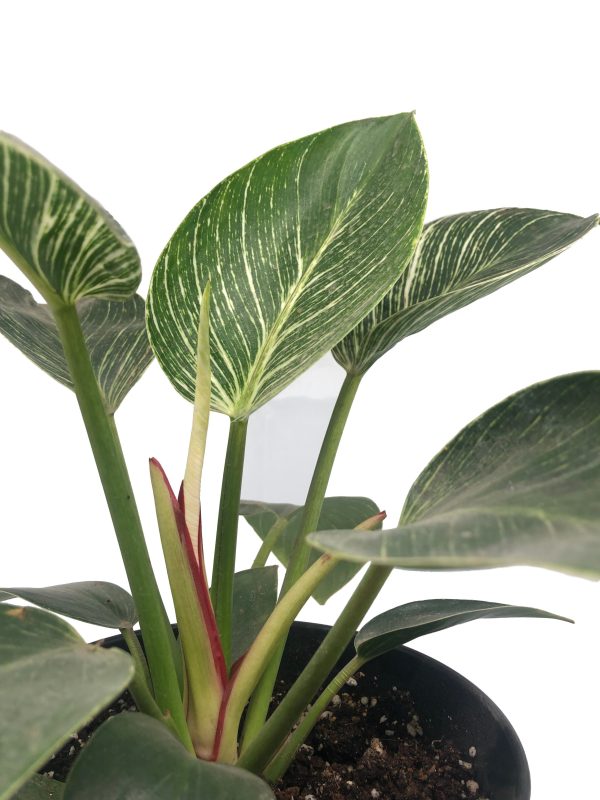 Philodendron Birkin