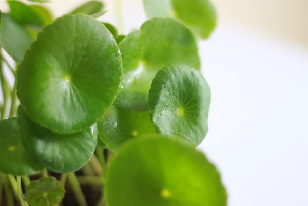 Pilea