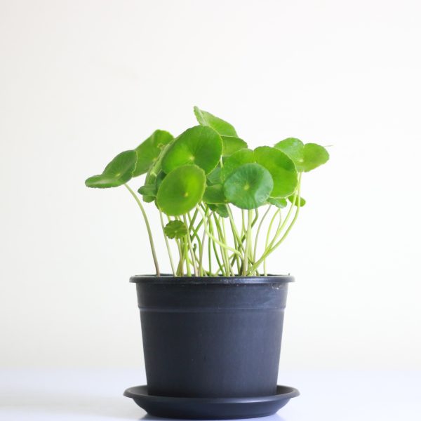 Pilea