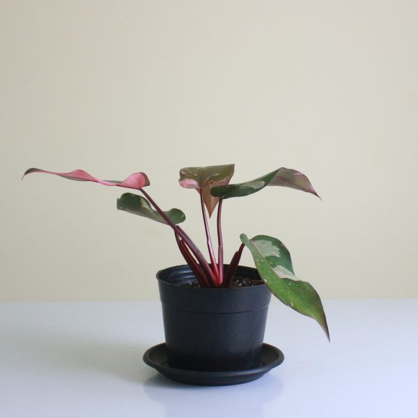 Philodendron 'Pink Princess'