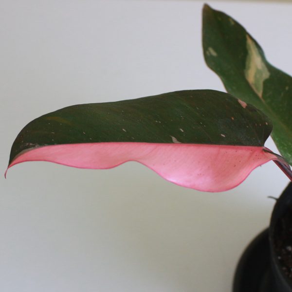 Philodendron 'Pink Princess'