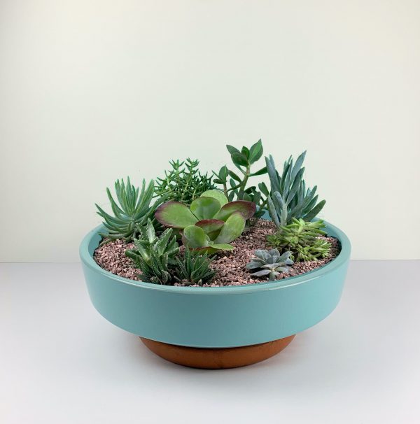 The Desert Garden