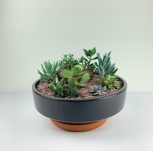The Desert Garden