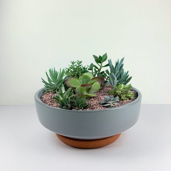 The Desert Garden