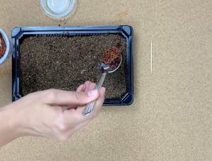 Adding seeds to soil top in tray