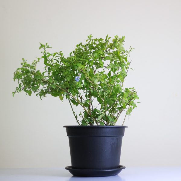 Plumbago