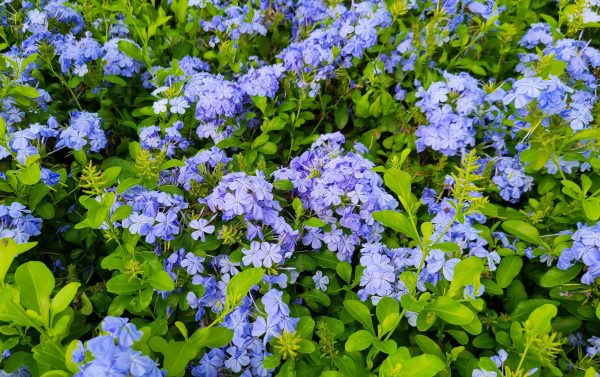 Plumbago