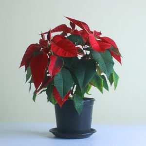 Red Poinsettia