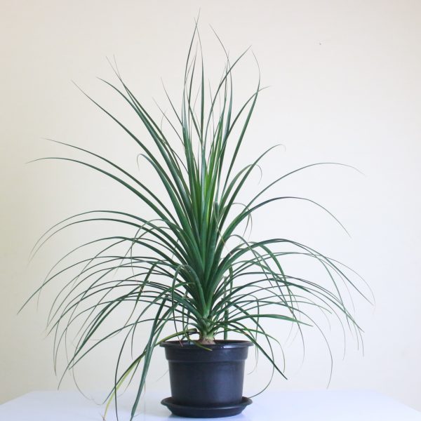 Ponytail Palm