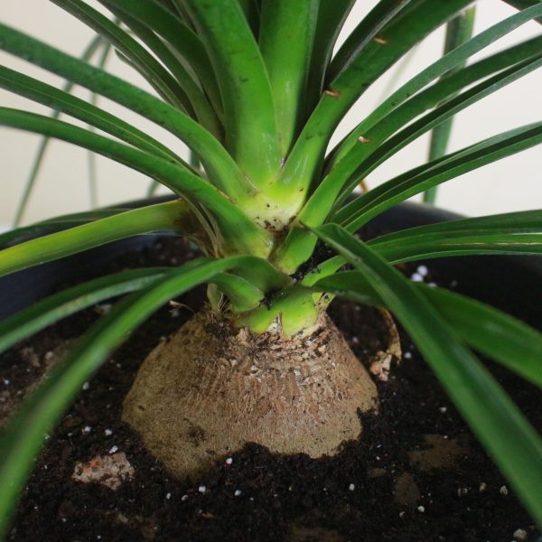 Ponytail Palm