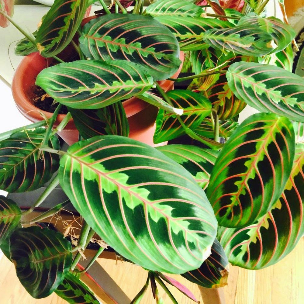 Prayer Plant