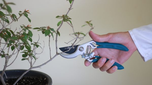 Pruning Shears