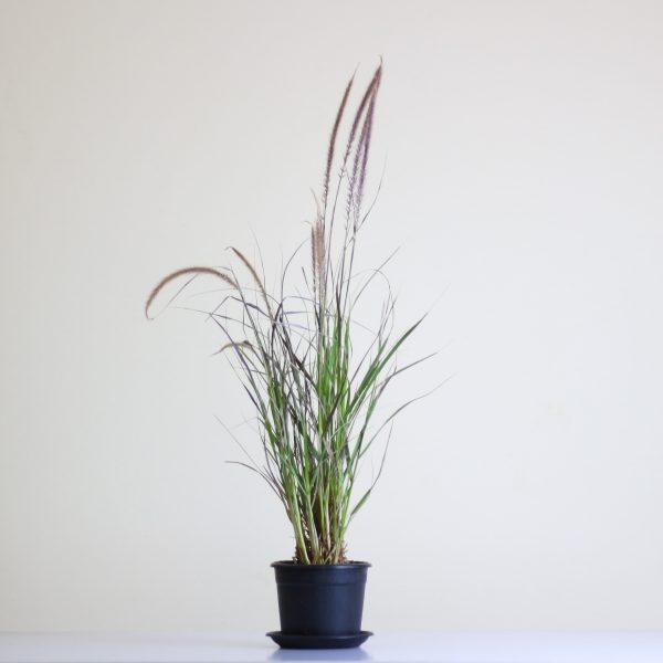 Purple Fountain Grass
