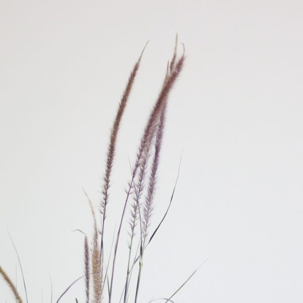 Purple Fountain Grass