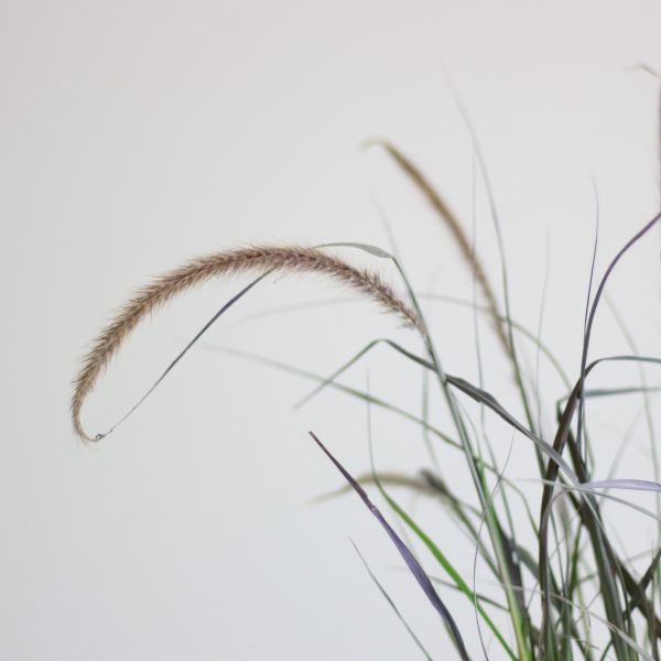 Purple Fountain Grass