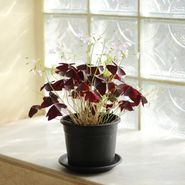 Purple Shamrock
