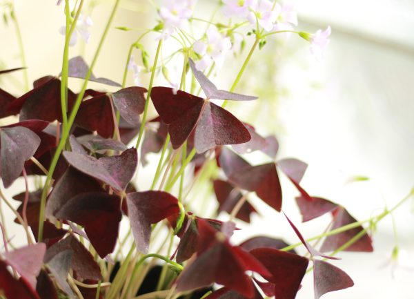 Purple Shamrock