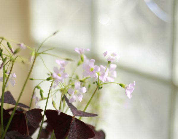 Purple Shamrock