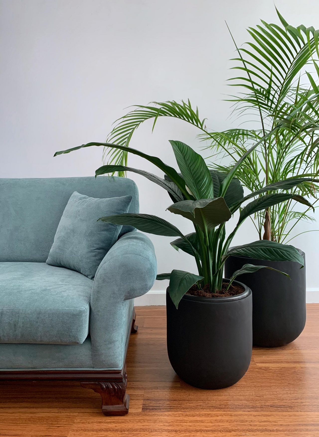 Queen Lily Mashtal Garden Centers